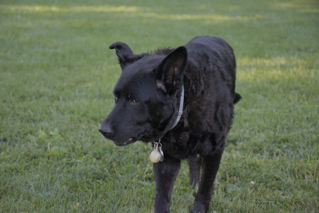 20250826_Thisbe and Dog park__DSC0453_.jpg