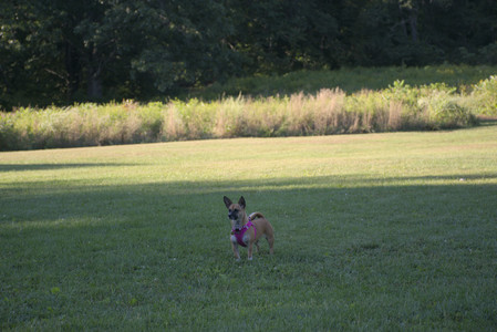 20250826_Thisbe and Dog park__DSC0463_.jpg