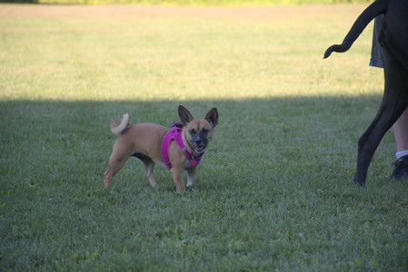 20250826_Thisbe and Dog park__DSC0467_.jpg