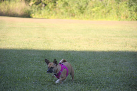 20250826_Thisbe and Dog park__DSC0468_.jpg