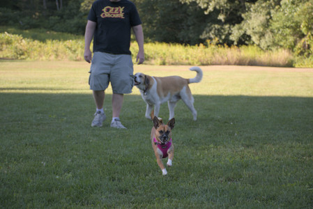 20250826_Thisbe and Dog park__DSC0475_.jpg
