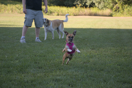 20250826_Thisbe and Dog park__DSC0476_.jpg