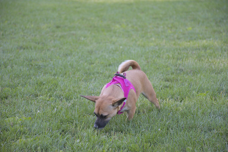 20250826_Thisbe and Dog park__DSC0479_.jpg