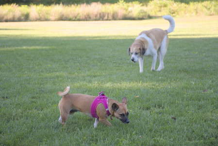 20250826_Thisbe and Dog park__DSC0480_.jpg