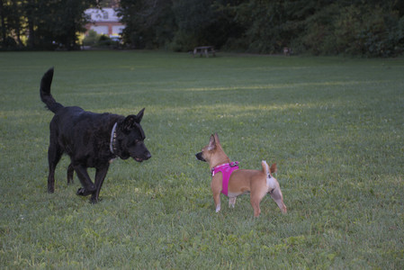 20250826_Thisbe and Dog park__DSC0481_.jpg