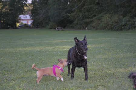 20250826_Thisbe and Dog park__DSC0482_.jpg