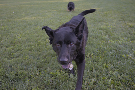 20250826_Thisbe and Dog park__DSC0484_.jpg