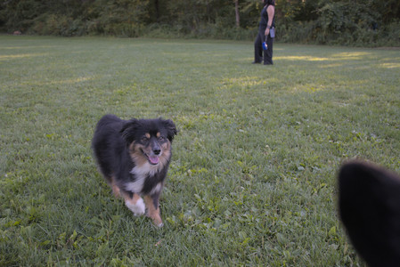 20250826_Thisbe and Dog park__DSC0485_.jpg