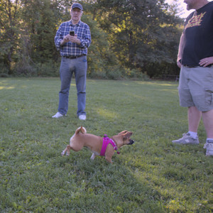 20250826_Thisbe and Dog park__DSC0488_.jpg