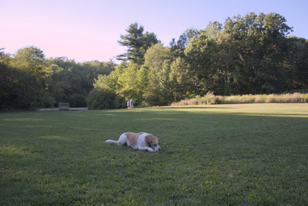 20250826_Thisbe and Dog park__DSC0490_.jpg