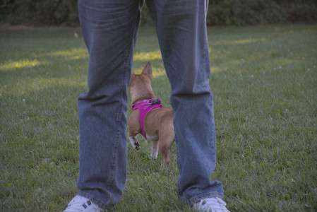 20250826_Thisbe and Dog park__DSC0494_.jpg