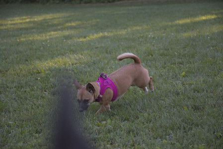 20250826_Thisbe and Dog park__DSC0495_.jpg