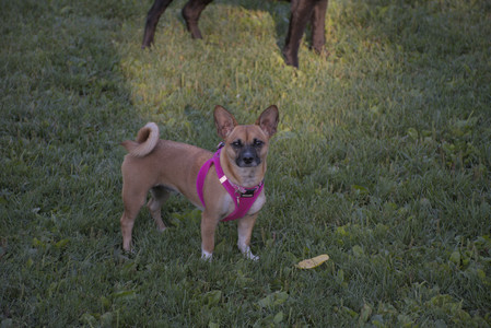 20250826_Thisbe and Dog park__DSC0497_.jpg