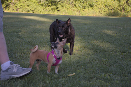 20250826_Thisbe and Dog park__DSC0498_.jpg