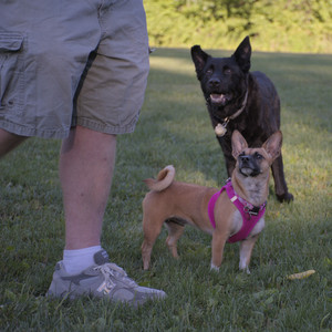 20250826_Thisbe and Dog park__DSC0499_.jpg