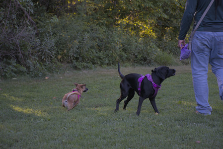 20250826_Thisbe and Dog park__DSC0507_.jpg
