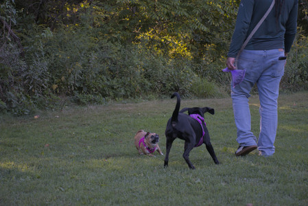 20250826_Thisbe and Dog park__DSC0508_.jpg