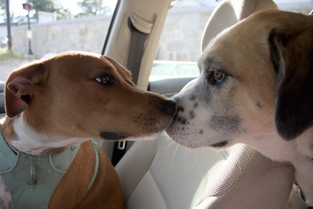 20250827_Dog Park__DSC0522_.jpg