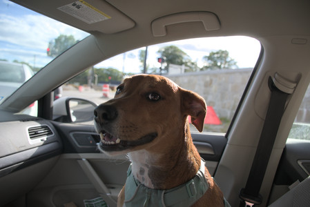 20250827_Dog Park__DSC0524_.jpg