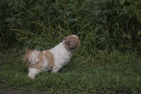 20250827_Dog Park__DSC0525_.jpg