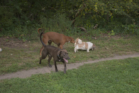 20250827_Dog Park__DSC0526_.jpg