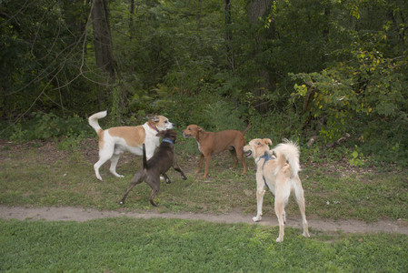 20250827_Dog Park__DSC0527_.jpg