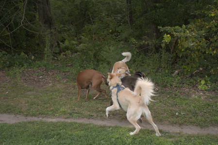 20250827_Dog Park__DSC0528_.jpg