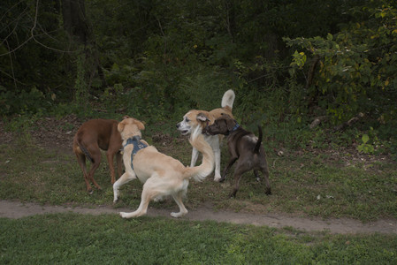 20250827_Dog Park__DSC0529_.jpg