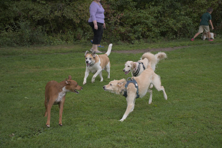 20250827_Dog Park__DSC0532_.jpg