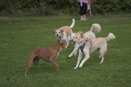 20250827_Dog Park__DSC0533_.jpg