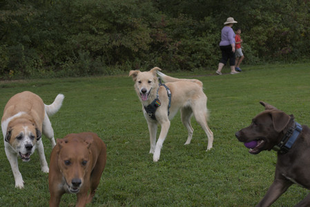20250827_Dog Park__DSC0535_.jpg