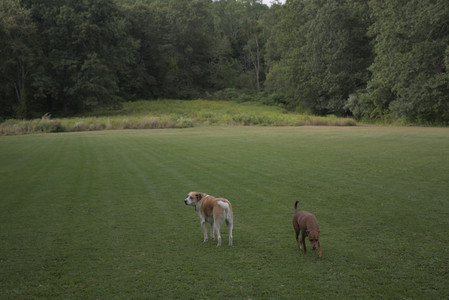 20250827_Dog Park__DSC0543_.jpg