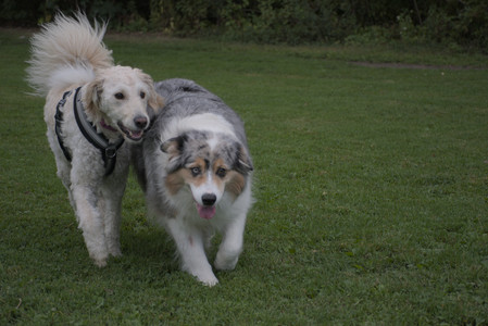 20250827_Dog Park__DSC0544_.jpg