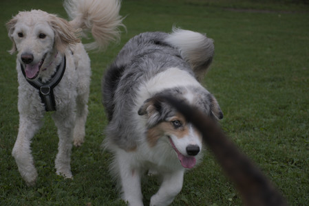 20250827_Dog Park__DSC0545_.jpg