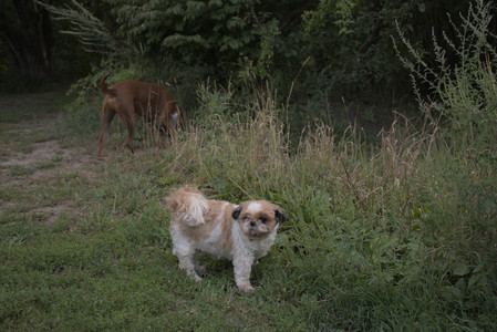 20250827_Dog Park__DSC0556_.jpg