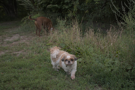 20250827_Dog Park__DSC0557_.jpg