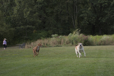 20250827_Dog Park__DSC0566_.jpg