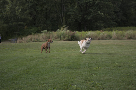 20250827_Dog Park__DSC0567_.jpg