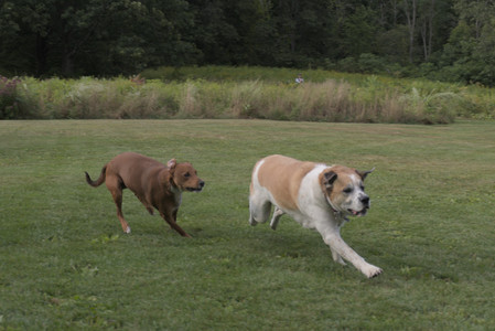 20250827_Dog Park__DSC0568_.jpg