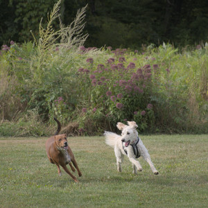 20250827_Dog Park__DSC0573_.jpg
