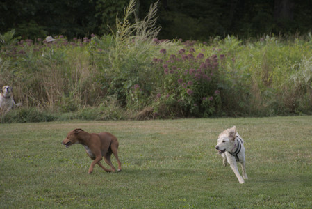 20250827_Dog Park__DSC0574_.jpg