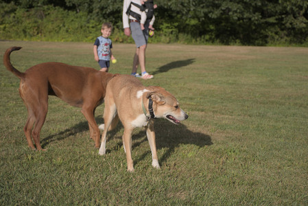 20250827_Dog Park__DSC0582_.jpg