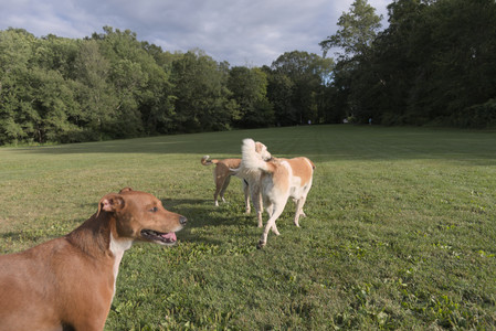 20250827_Dog Park__DSC0583_.jpg