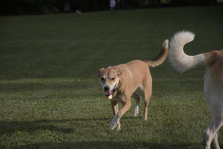 20250827_Dog Park__DSC0584_.jpg