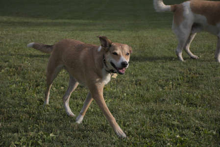 20250827_Dog Park__DSC0588_.jpg