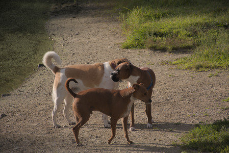20250827_Dog Park__DSC0590_.jpg