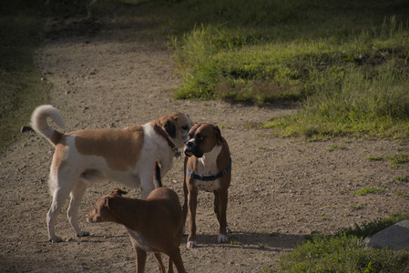 20250827_Dog Park__DSC0591_.jpg