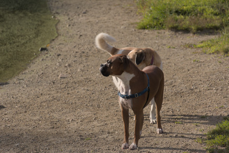 20250827_Dog Park__DSC0592_.jpg