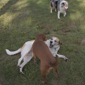 20250827_Dog Park__DSC0594_.jpg