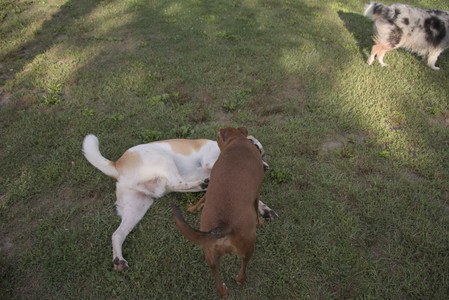 20250827_Dog Park__DSC0595_.jpg